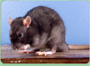 rat control Purfleet